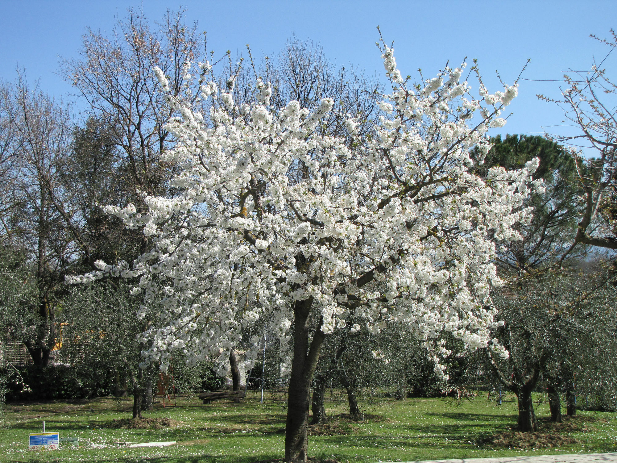 Poggio Delle Rose Tuscany Relais Chianciano Terme Exteriör bild